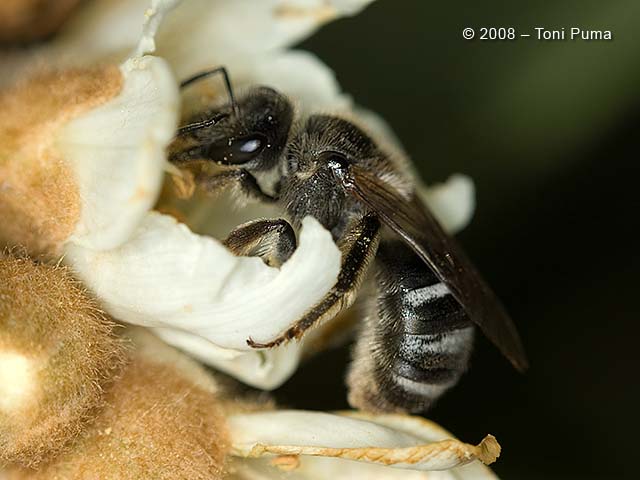 Ancora un imenottero siciliano: Lasioglossum sp.